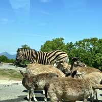 親子遊：由布院自駕九州自然動物園