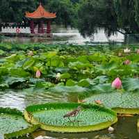 ✨深圳荷花賞~洪湖公園✨