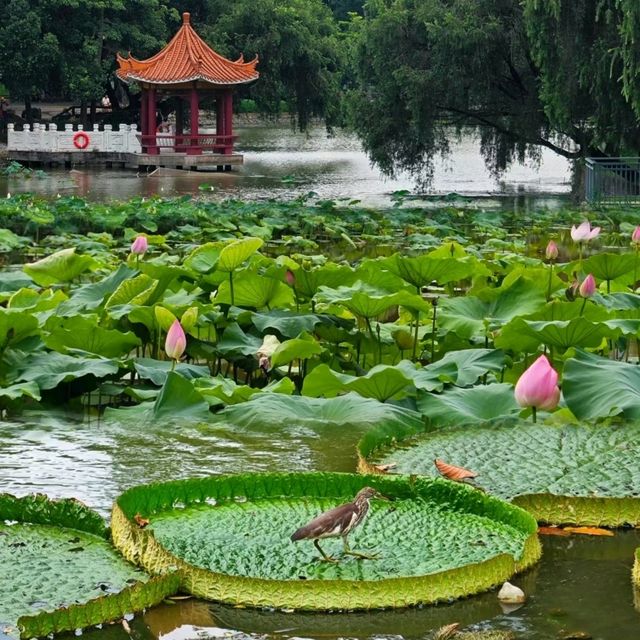 ✨深圳荷花賞~洪湖公園✨
