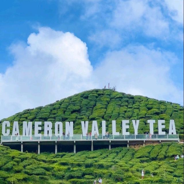 Add Cameron Highland to your holiday wishlist ! 