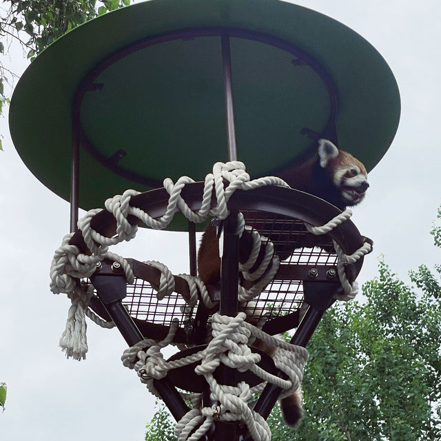 【北海道/旭川　動物達の行動を間近で見られる工夫を凝らした動物園】