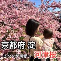 【京都／淀】ピンクが可愛い河津桜の花見スポット