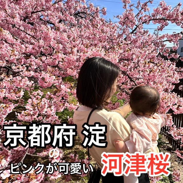 【京都／淀】ピンクが可愛い河津桜の花見スポット