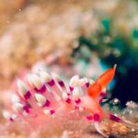Dive into Okinawa Marine 