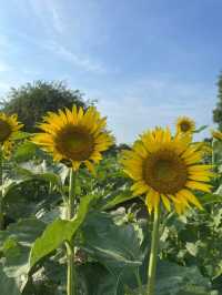 Sunflower season