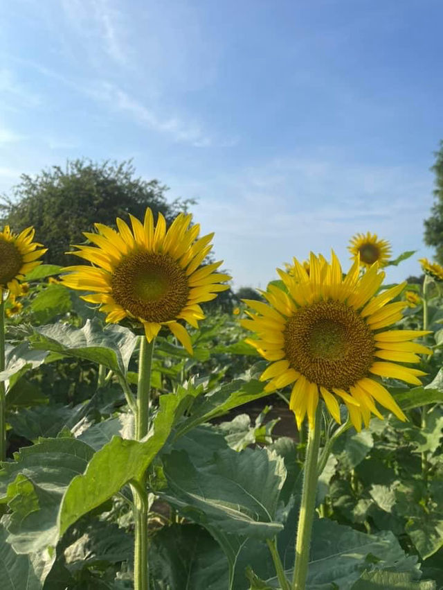 Sunflower season