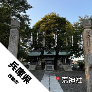 【兵庫縣 西脇市】長壽之樹！！縣指定的天然紀念物