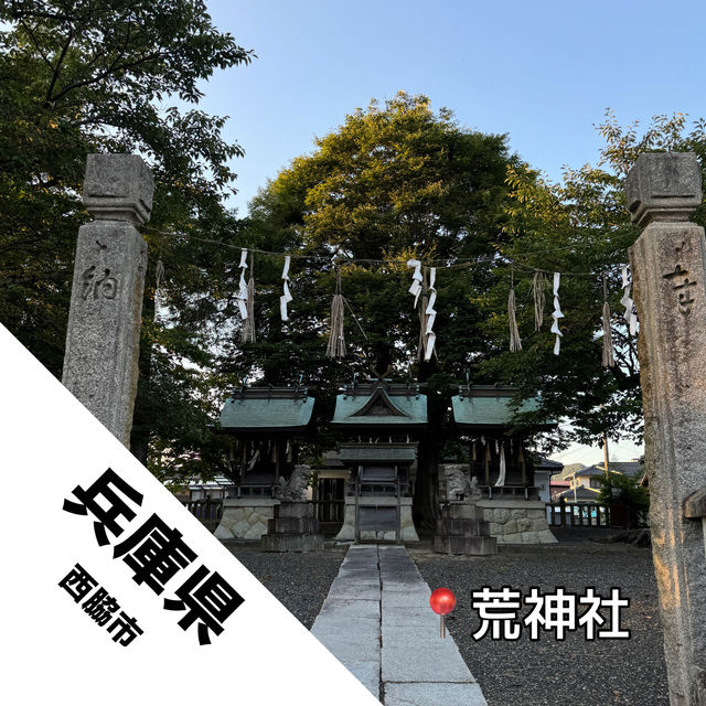 【兵庫県 西脇市】長寿の木！！県指定の天然記念物