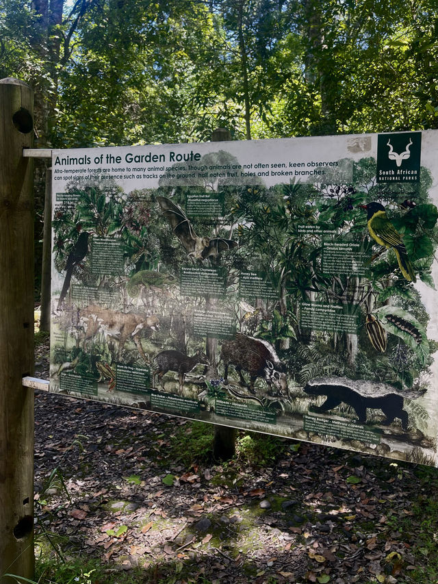 🌳 Discover the Wilderness of Tsitsikamma National Park 
