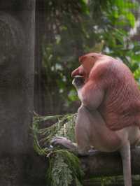珍しい動物がたくさん！【ロッカウィ動物園】