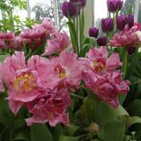 Belfast Botanic Gardens: A Green Haven in the City