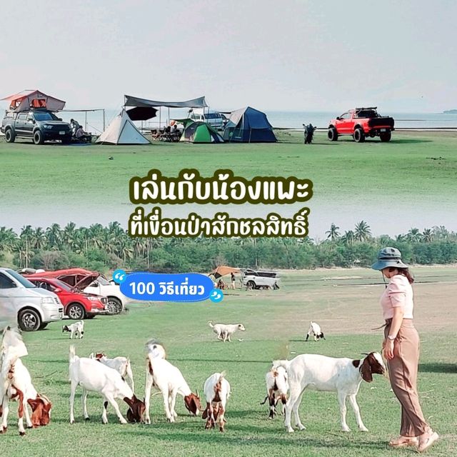 ให้อาหารแพะ ที่ท้ายเขื่อนป่าสักชลสิทธิ์ ลพบุรี
