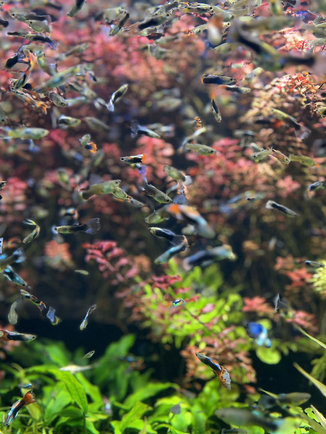 大阪出發30分鐘必去行程🙈Atoa🤩市內最新藝術型水族館