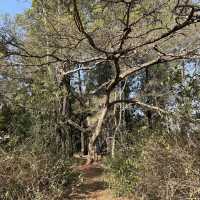 Pedal Through Wildlife in Eswatini’s Best-Kept Secret