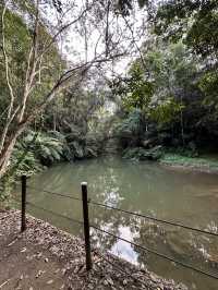 南投魚池鄉-澀水森林步道