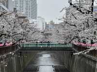 🌸 目黒川桜まつり - 春の美しさが川沿いに広がる🇯🇵