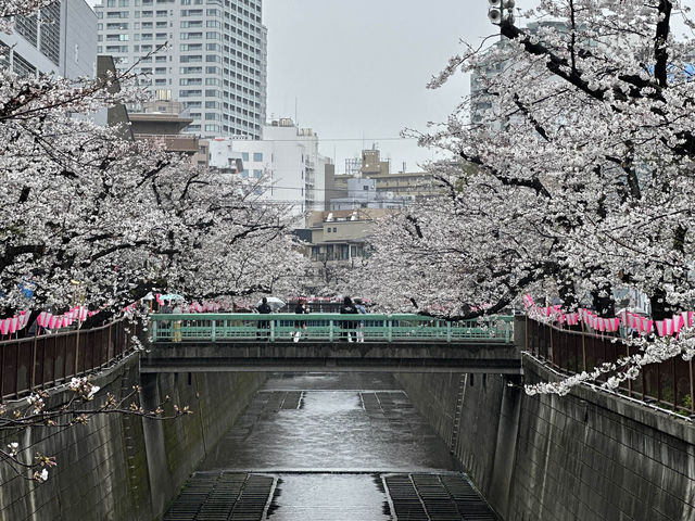 🌸 目黒川桜まつり - 春の美しさが川沿いに広がる🇯🇵