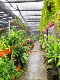 Transforming Spaces with AGRO Nursery’s Landscaping Service