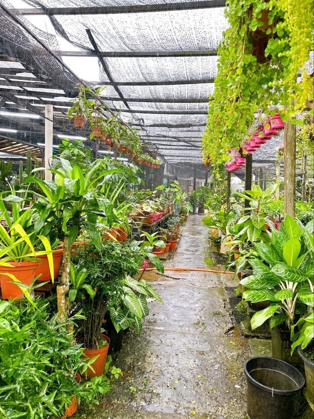 Transforming Spaces with AGRO Nursery’s Landscaping Service