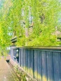 【日本東北】角館武家屋敷：陸奧小京都，江戸時代的風情縮影
