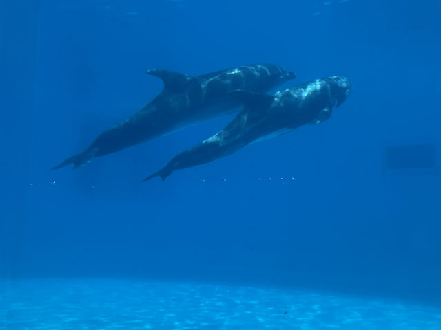 マリンワールド海の中道🐬💙🦦🐟