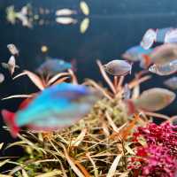 "Underwater Wonders: A Review of Aquaria KLCC"