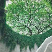 Fort Canning Park Tree Tunnel 