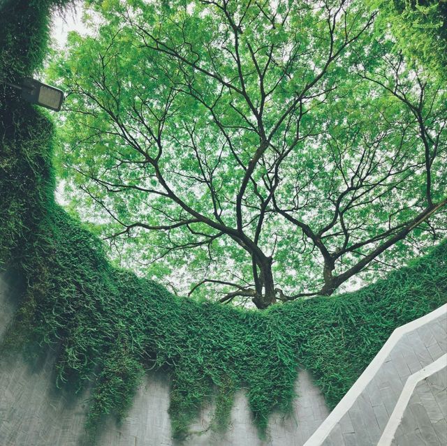 Fort Canning Park Tree Tunnel 