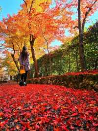 【京都/紅葉スポット】実は花手水が美しい💕めちゃくちゃ人気の人混み必須なお寺🧘‍♀️🍂