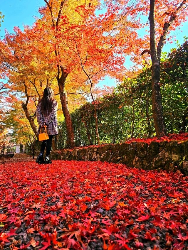 【京都/紅葉スポット】実は花手水が美しい💕めちゃくちゃ人気の人混み必須なお寺🧘‍♀️🍂