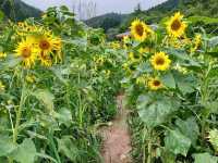 Viewing of Sunflower bloom at Taebaek