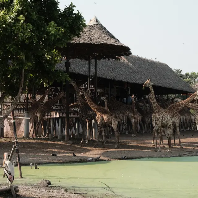 在 Safari World 展開一場野生動物世界大冒險