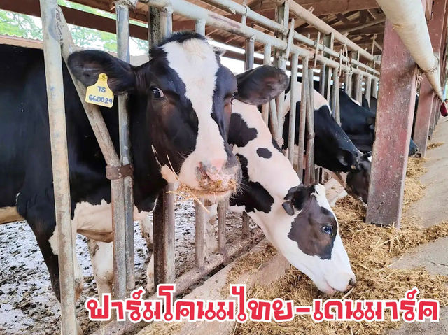 ฟาร์มโคนมไทย-เดนมาร์ค จ.สระบุรี