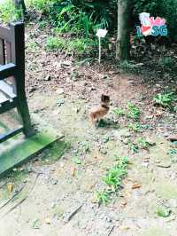 🇸🇬 Berry welcome to Bukit Batok Nature Park