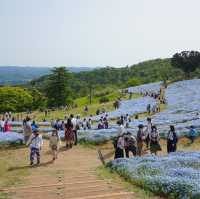 【千葉/房総半島】マザー牧場