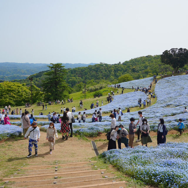 【千葉/房総半島】マザー牧場