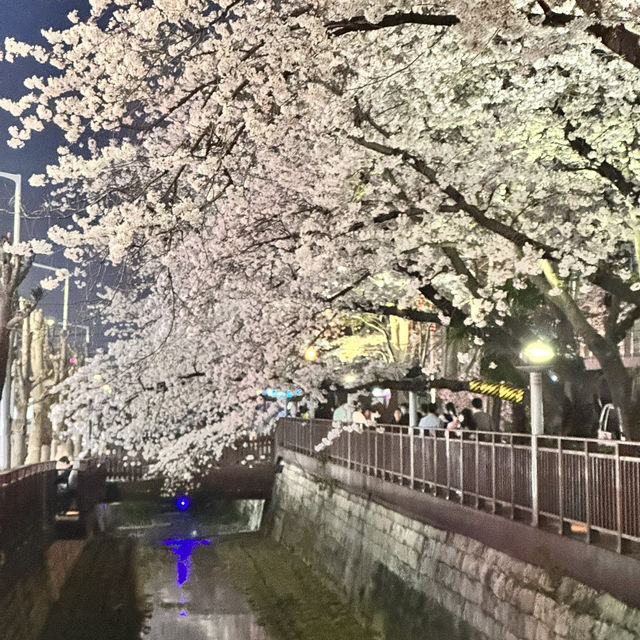 매년 봄에 열리는 마산 진해군항제