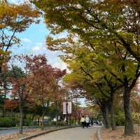 가을의 여의도공원 🍁🌼