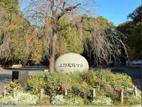 🍁上野公園銀杏黃 🍂金葉飄舞隨風翔