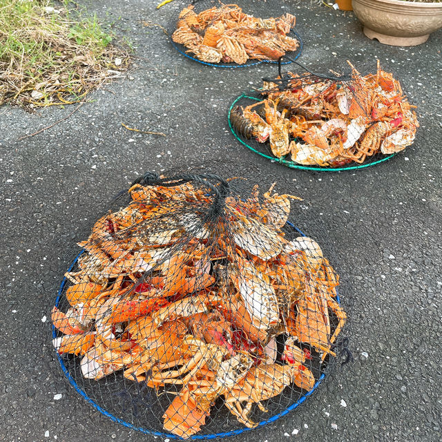 【佐伯】安い！うまい！伊勢えび祭り最高✨🦞