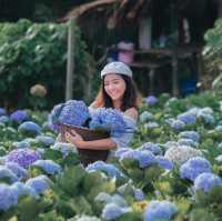 วิ่งเล่นในทุ่งไฮเดรนเยียร์