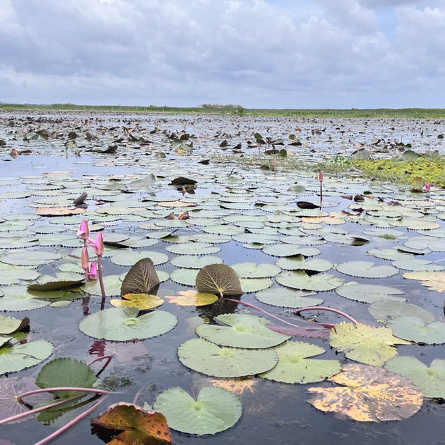 Discover the enchanting beauty of Thale Noi Lake in Phatthalung, Thailand 