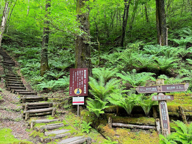 Discovering Shiraito Falls