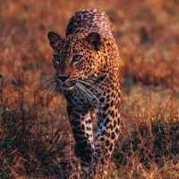 BEAUTIFUL YALA  NATIONAL PARK.