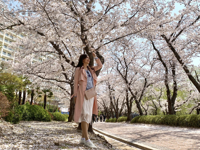 Blossoms and Breeze: The Sakura Magic of Bomun Lake in Spring