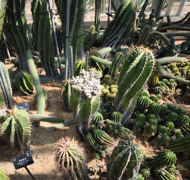 深圳仙湖植物公園