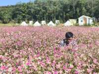 สวนหรรษาเขาใหญ่ คาเฟ่ สวนดอกไม้🌷🌷