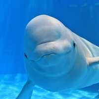 名古屋旅遊～名古屋水族館