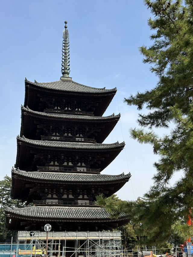 🇯🇵春日獨遊奈良賞櫻🌸