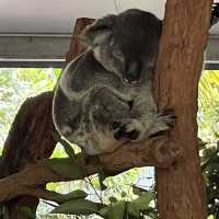 ブリスベン🇦🇺の旅